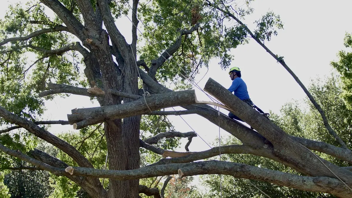 Professional Crown Thinning performed by certified arborists in Eau Claire